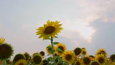 唯美逆光空镜夕阳下的向日葵植物系列4K视频的预览图